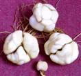 供应食用百合种球